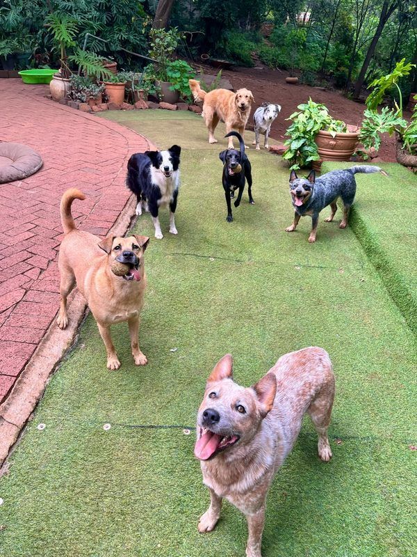 Group of cattle dogs, border collie, and golden retriever playing on garden path at dog daycare in Pretoria