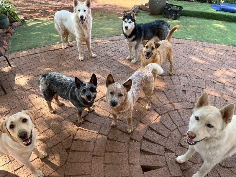 Seven dogs including white Swiss Shepherd, husky, and Labrador gathered on brick patio at Waterkloof Ridge