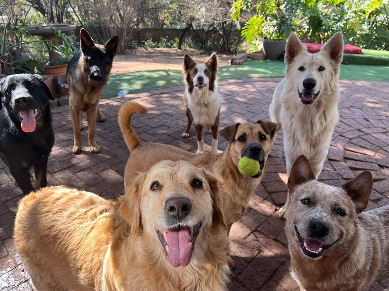 Golden retriever, German Shepherd, and border collie with tennis ball at Waterkloof Ridge Dog Daycare