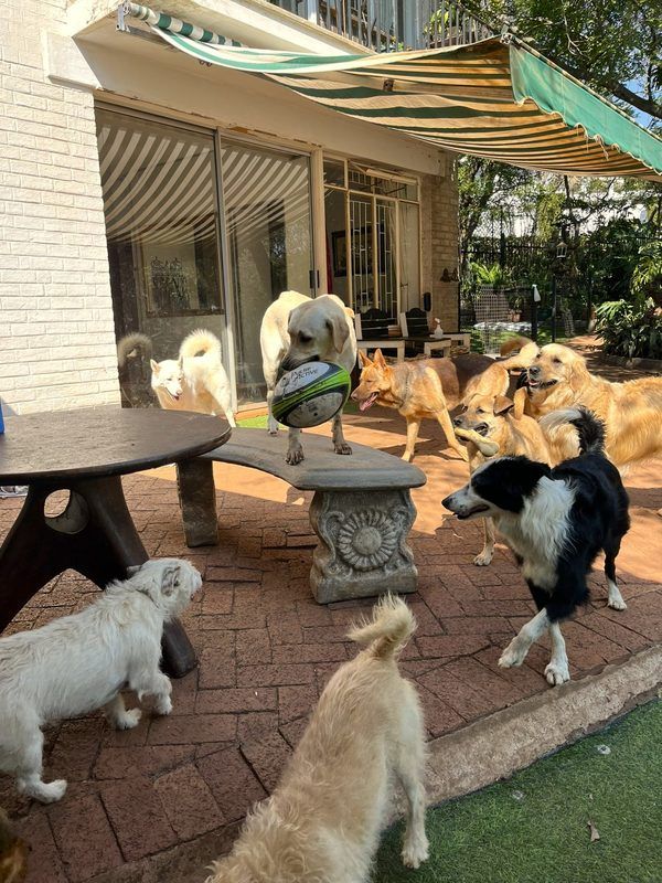 Dogs playing with rugby ball on covered patio at Waterkloof Ridge Dog Daycare Pretoria