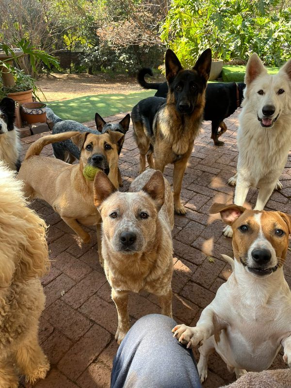 German Shepherd, white Swiss Shepherd, cattle dog, and Jack Russell on patio at Waterkloof Ridge Dog Daycare