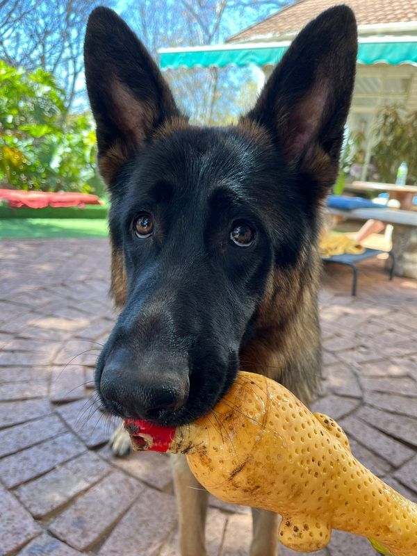 German Shepherd close-up holding rubber chicken toy at Waterkloof Ridge Dog Daycare