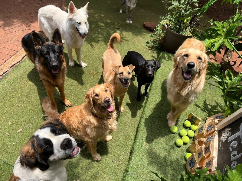 Dogs with tennis balls on grass including Saint Bernard and golden retrievers at Waterkloof Ridge daycare