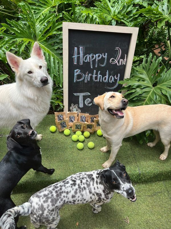 Dogs celebrating birthday with chalkboard sign and tennis balls at Waterkloof Ridge Dog Daycare