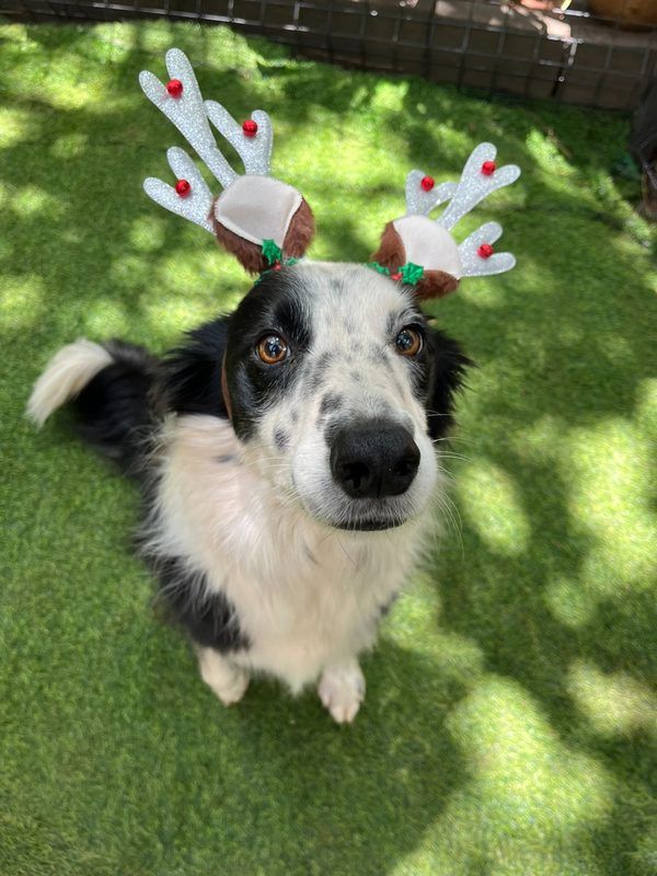 Border Collie mix wearing festive reindeer antlers on grass at Waterkloof Ridge Dog Daycare